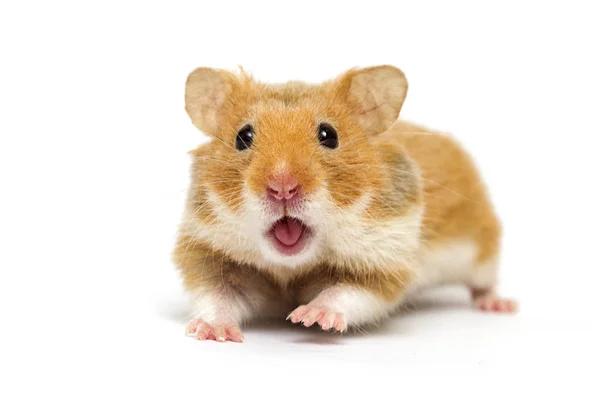 Syrian Hamster Looking White Background Royalty Free Stock Photos