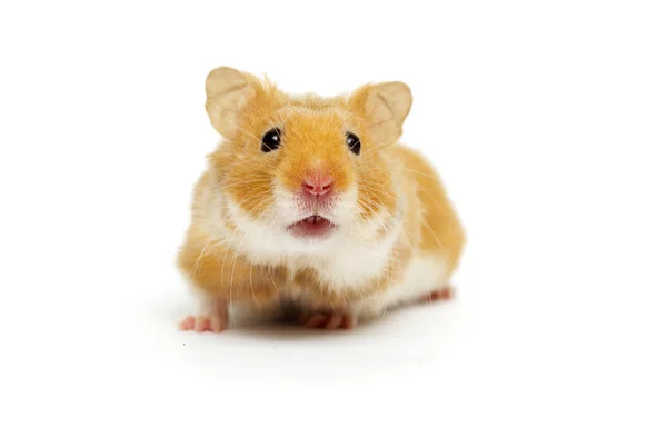 Hamster Syrien Regardant Sur Fond Blanc — Photo