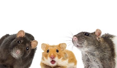 group of rodents is watching clipart