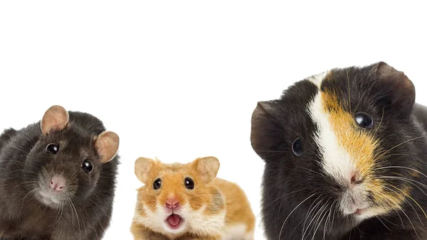 Group Rodents Watching — Stock Photo, Image