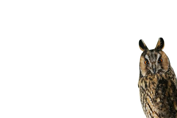 Eared owl on a white background isolated — Stock Photo, Image