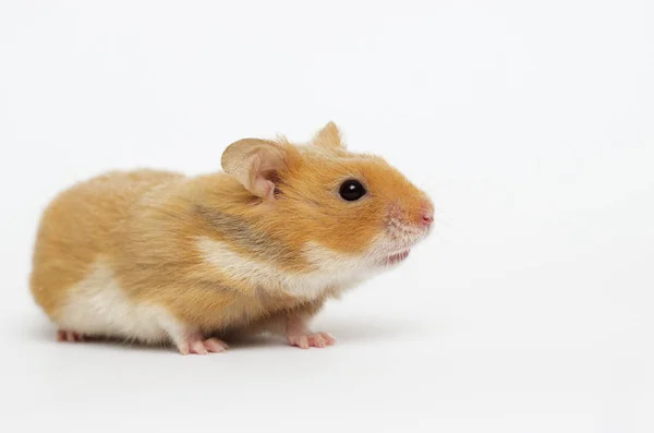 Syrisk Hamster Tittar Vit Bakgrund — Stockfoto