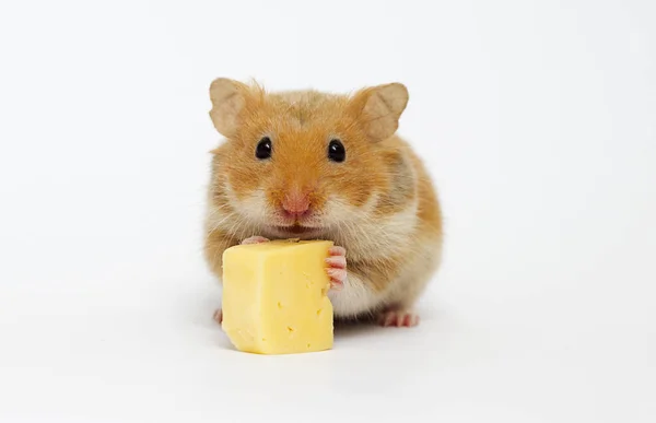 Syrischer Hamster Auf Weißem Hintergrund — Stockfoto