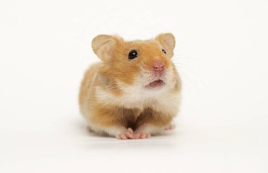 Suriye hamster beyaz arka planı arıyorum