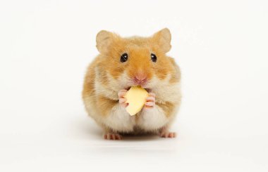 Suriye hamster beyaz arka planı arıyorum