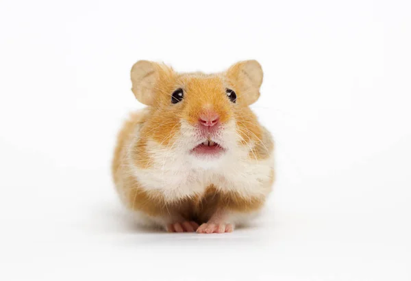 Hamster Syrien Regardant Fond Blanc — Photo