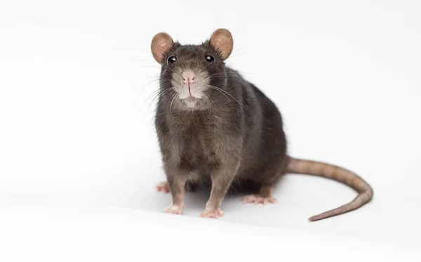 Funny Rat White Background — Stock Photo, Image