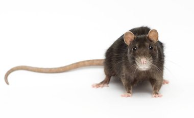 beyaz zemin üzerinde komik fare