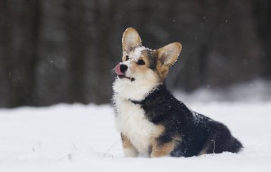 Kışın mısır gevreği.