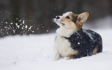 Kışın mısır gevreği.