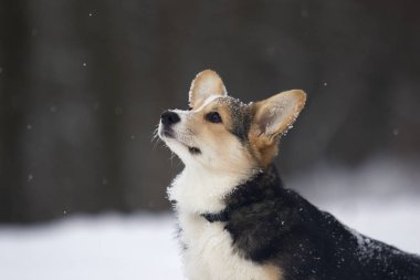 Kışın mısır gevreği.