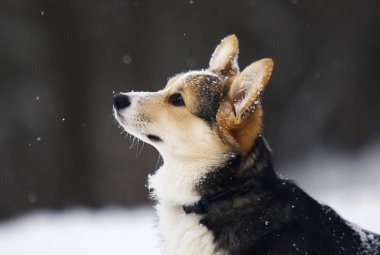 Kışın mısır gevreği.