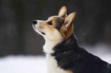 Kışın mısır gevreği.