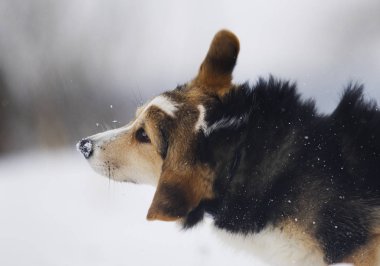 Kışın mısır gevreği.