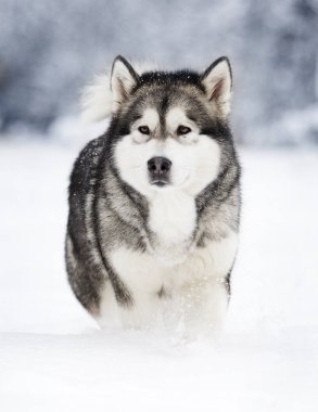 Kış malamute köpek izliyor