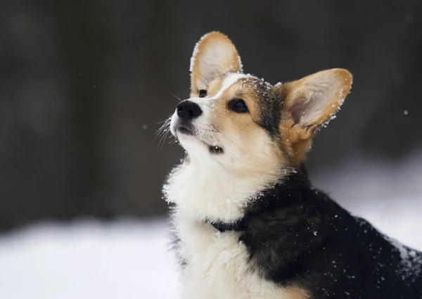 Welsh Corgi Puppy Winter — Stock Photo, Image