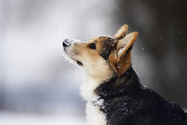 冬のうさぎ子犬 — ストック写真