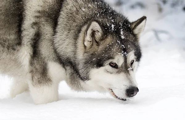 Зима Маламут Собака Наблюдает — стоковое фото