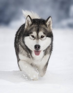 bir kış köpek