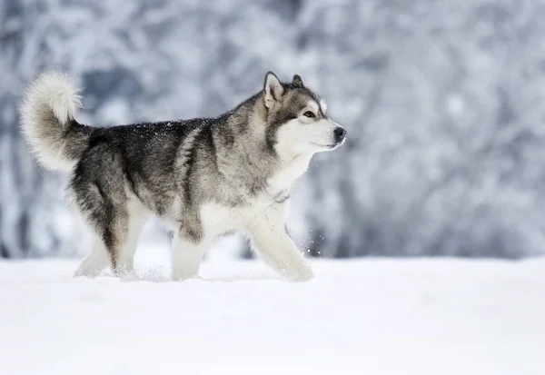 Собака Зиму — стоковое фото