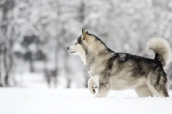 Hund Winter — Stockfoto