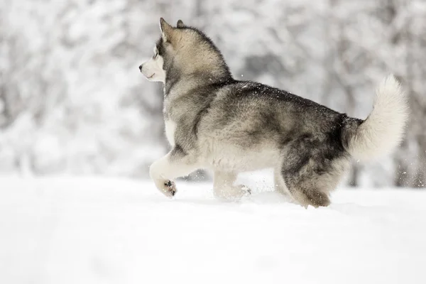 Cane Inverno — Foto Stock