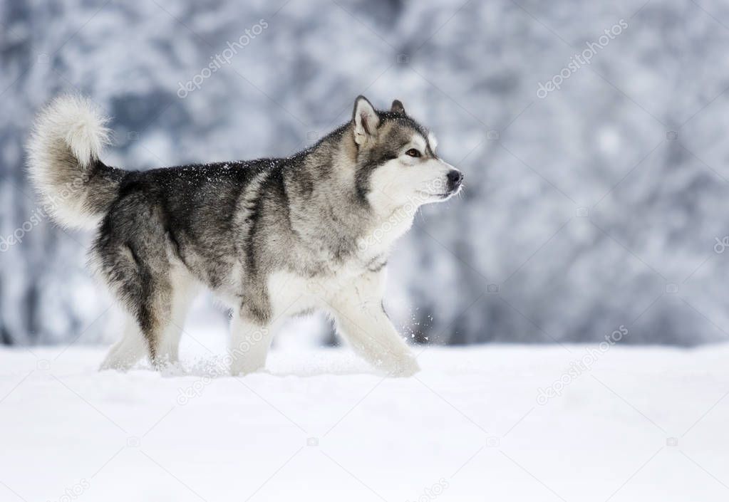 dog on a winter