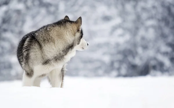 Cão Malamute Alasca Inverno — Fotografia de Stock