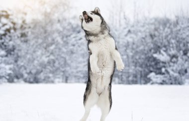 Alaskan Malamute köpeğe bir kış 