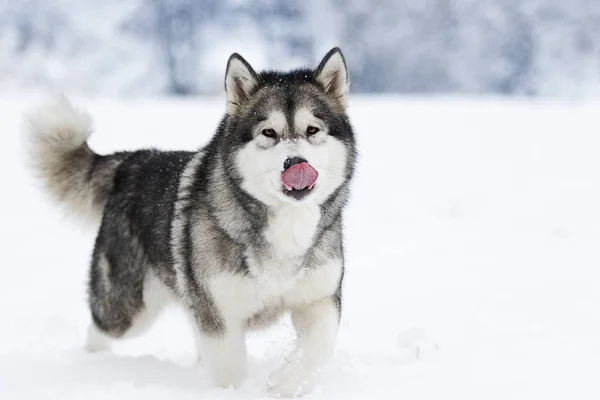 Alaskan Malamute Hund Auf Einem Winter — Stockfoto