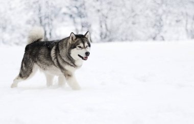 Alaskan Malamute köpeğe bir kış 