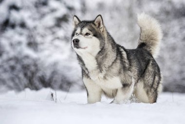 Alaskan Malamute köpeğe bir kış