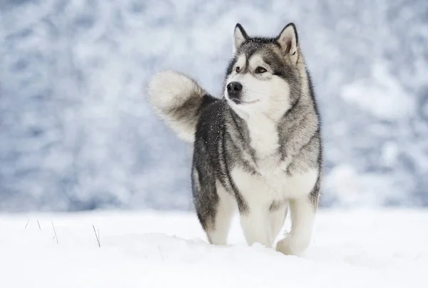 Alaskan Malamute Köpeğe Bir Kış — Stok fotoğraf