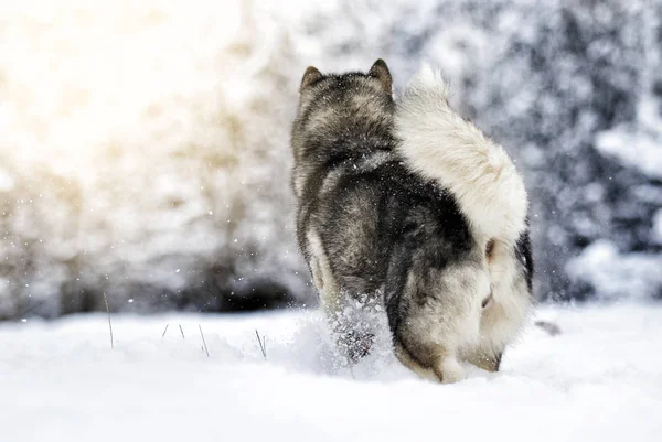Alaskan Malamute Hond Een Winter — Stockfoto