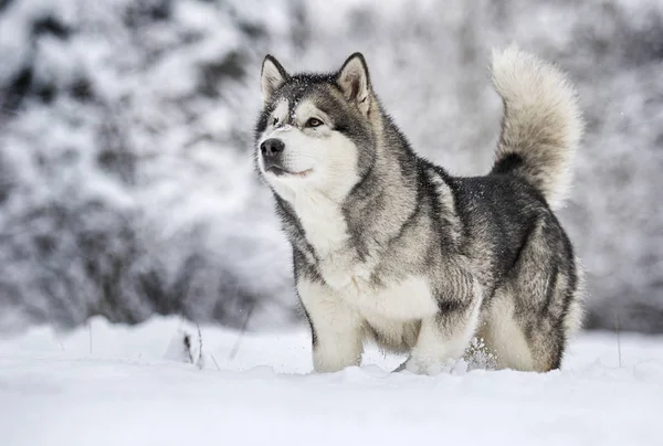 Από Την Αλάσκα Malamute Σκυλί Ένα Χειμώνα — Φωτογραφία Αρχείου