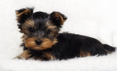 Köpek yavrusu Yorkshire Terrier üzerinde kabarık bir battaniye