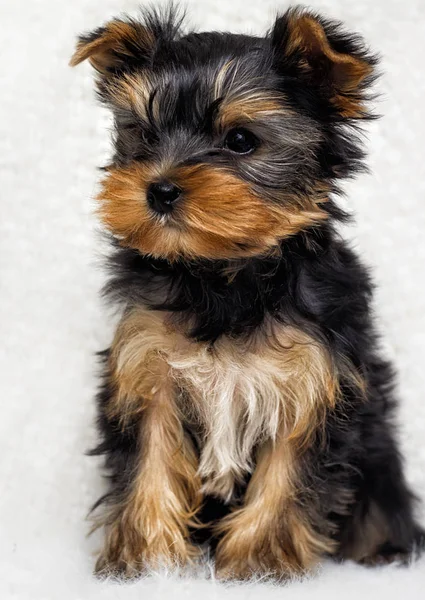 Köpek Yavrusu Yorkshire Terrier Üzerinde Kabarık Bir Battaniye — Stok fotoğraf