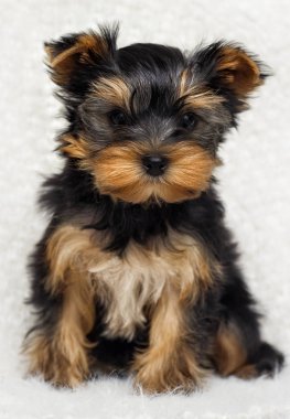 Köpek yavrusu Yorkshire Terrier üzerinde kabarık bir battaniye