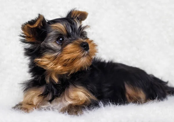 Köpek Yavrusu Yorkshire Terrier Üzerinde Kabarık Bir Battaniye — Stok fotoğraf