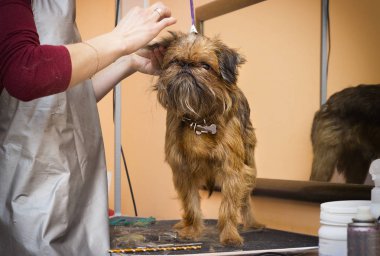 Brussels Griffon köpek kırpma vasıl belgili tanımlık damat