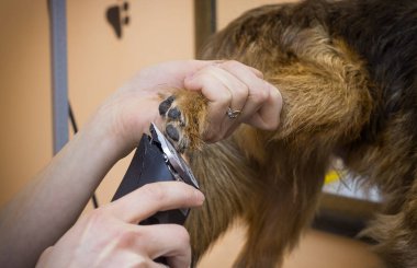 köpek kırpma vasıl belgili tanımlık damat