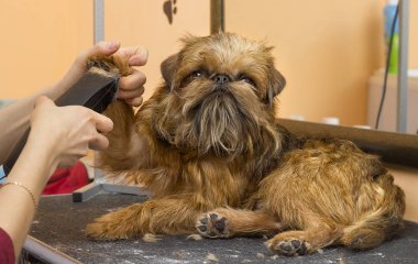 köpek kırpma vasıl belgili tanımlık damat
