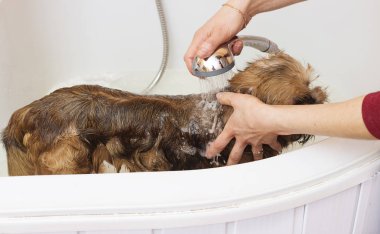 Brussels Griffon köpek damat, banyoda Hidromasajlı Küvet