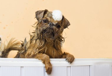 köpek, belgili tanımlık damat banyoda Hidromasajlı Küvet