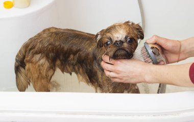 köpek, belgili tanımlık damat banyoda Hidromasajlı Küvet