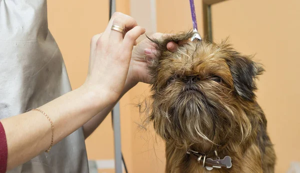 Brussels Griffon dog trimming at the groomer
