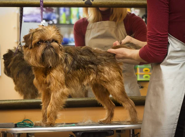 Brussels Griffon Trimmen Van Hond Trimmer — Stockfoto