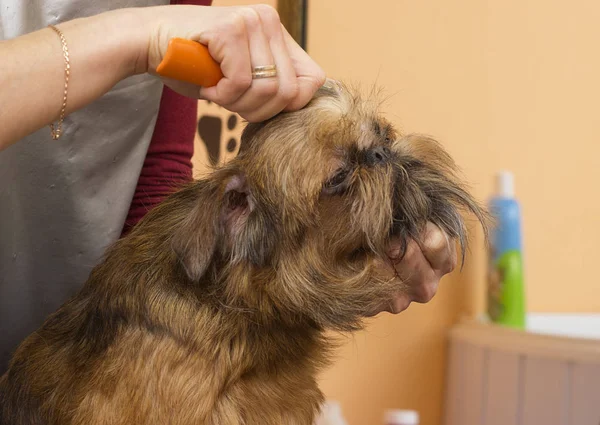 Trimmen Van Hond Trimmer — Stockfoto