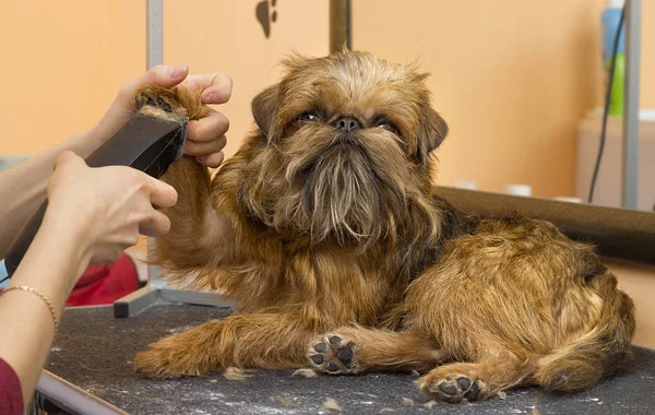 Kutya Tisztítás Groomer — Stock Fotó