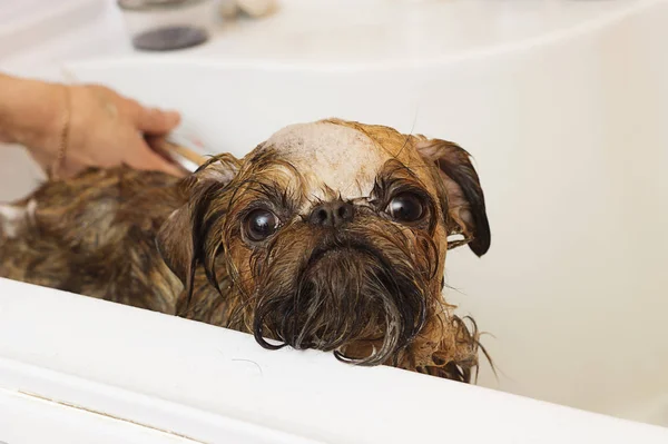 dog bathes in the bathroom at the groomer